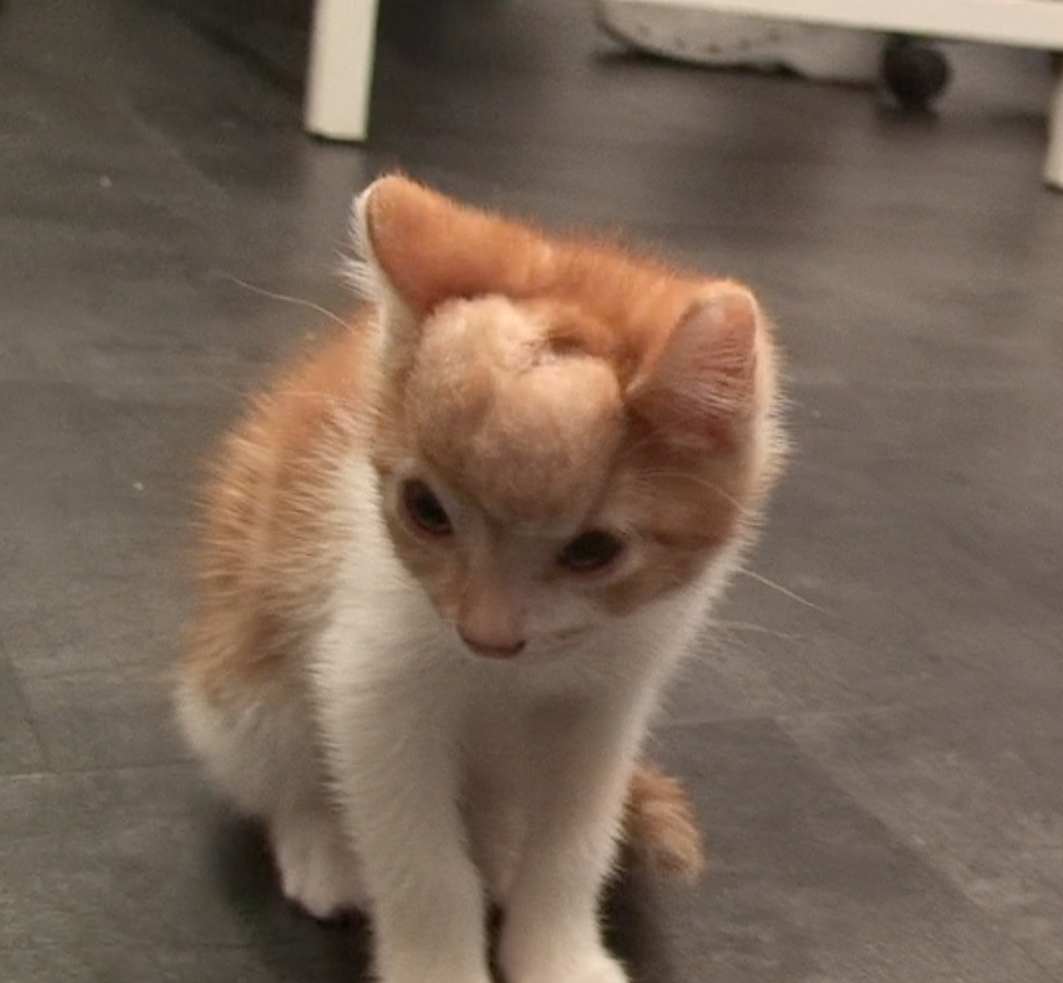 Sansa-antes-de-la-intervencion.png Sansa-antes-de-la-intervencion.png